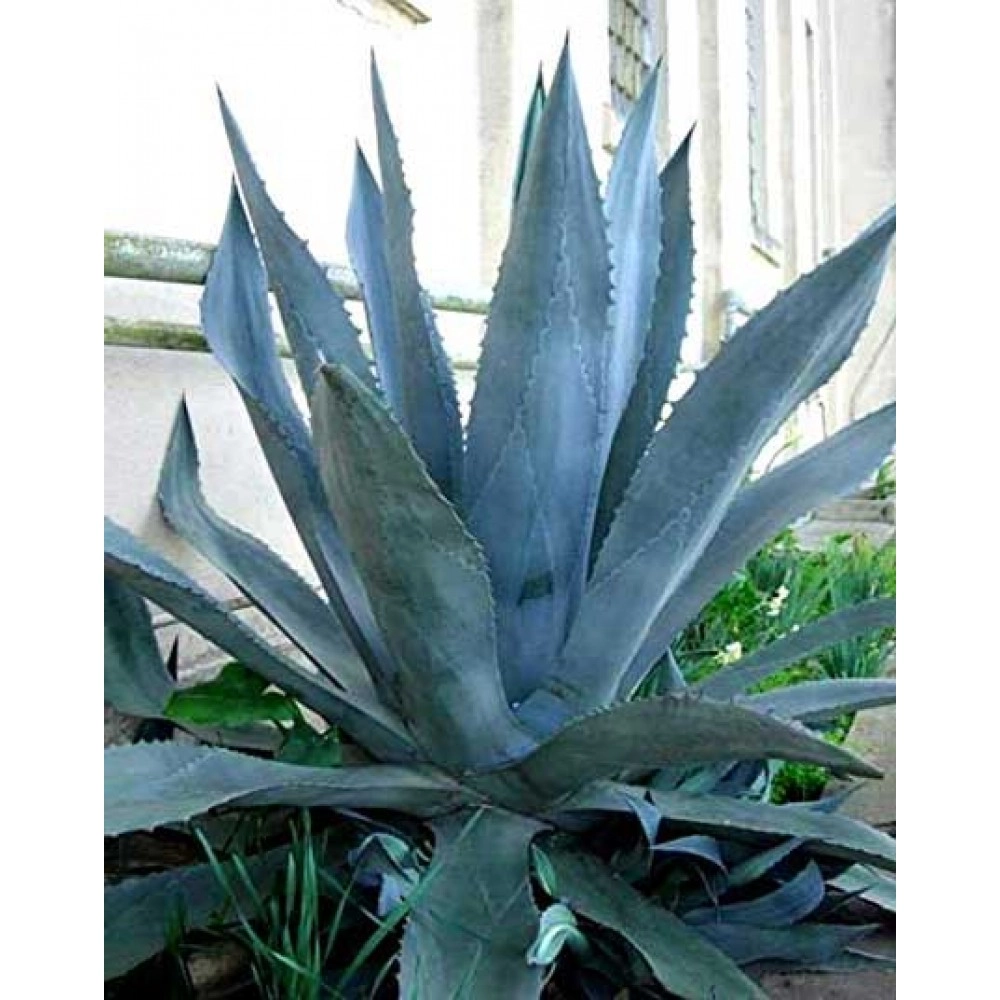 ცისფერი აგავა