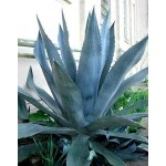 ცისფერი აგავა