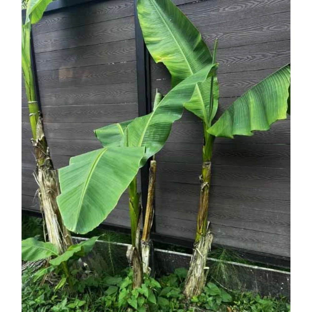 ბანანის ნერგები