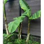 ბანანის ნერგები