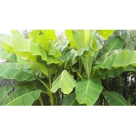 ბანანის ნერგები