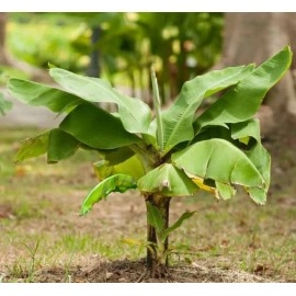 ბანანის ნერგები