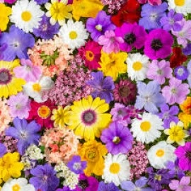 ყვავილების თესლები (2)