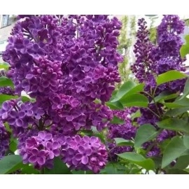 იასამანი