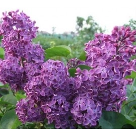 იასამანი