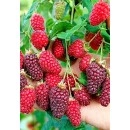 ჟოლო მაყვლის ჰიბრიდი "ტაიბერი" ს ნერგები, საადრეო