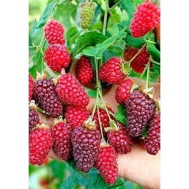 ჟოლო მაყვლის ჰიბრიდი "ტაიბერი" ს ნერგები, საადრეო