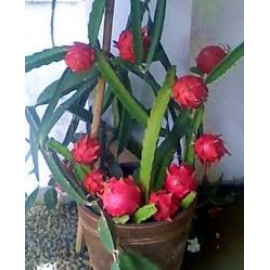 პიტაჰაია