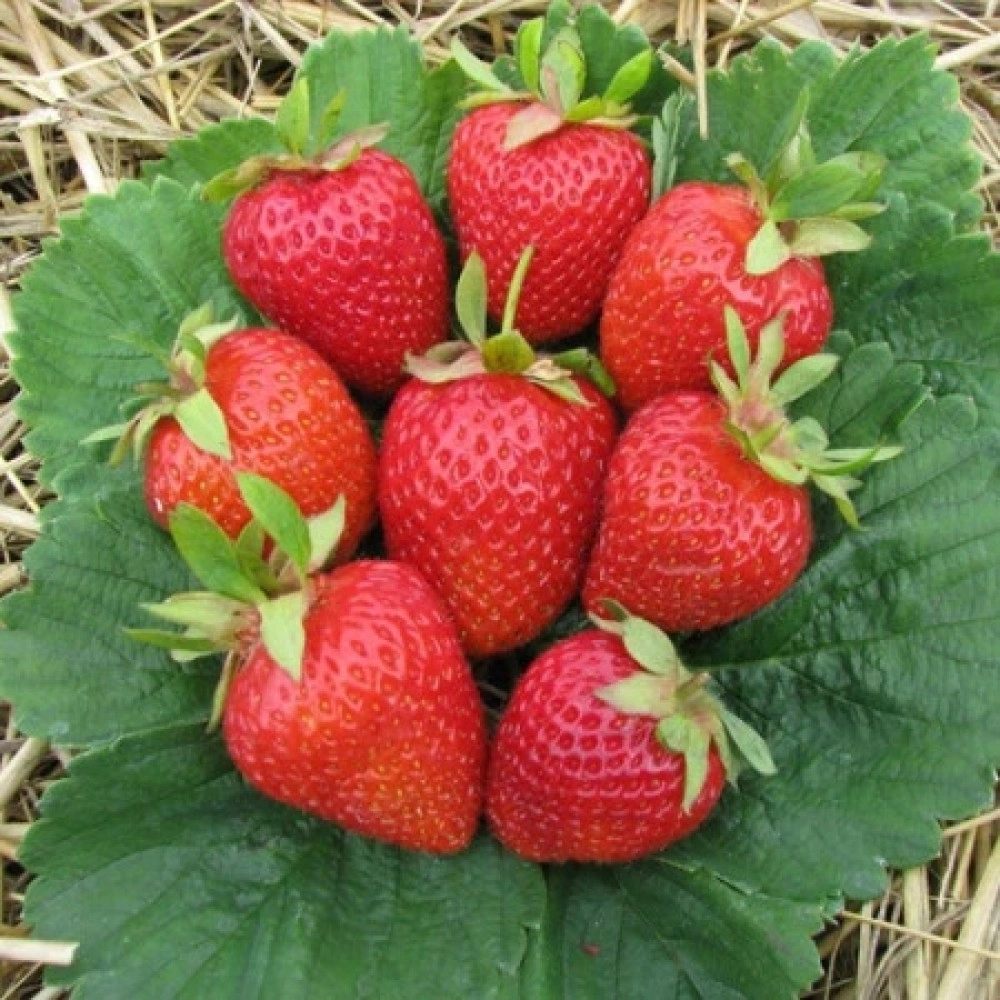 მარწყვი "გრანდ როსა"