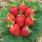 მარწყვი "გრანდ როსა"