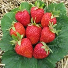 მარწყვი "გრანდ როსა"