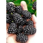 მაყვლის ნერგები "ბლეკ ჯემი" გიგანტი, უეკლო ნაადრევი