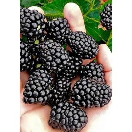 მაყვლის ნერგები "ბლეკ ჯემი" გიგანტი, უეკლო ნაადრევი