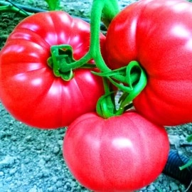 პომიდორი ვარდისფერი გიგანტი