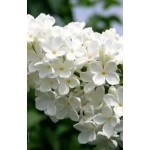 თეთრი იასამანი