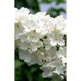 თეთრი იასამანი