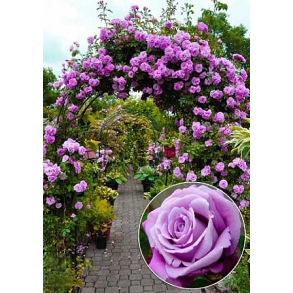 ვარდი One Love