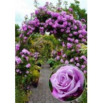 ვარდი One Love