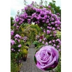 ვარდი One Love