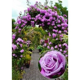 ვარდი One Love