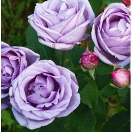 ვარდი One Love