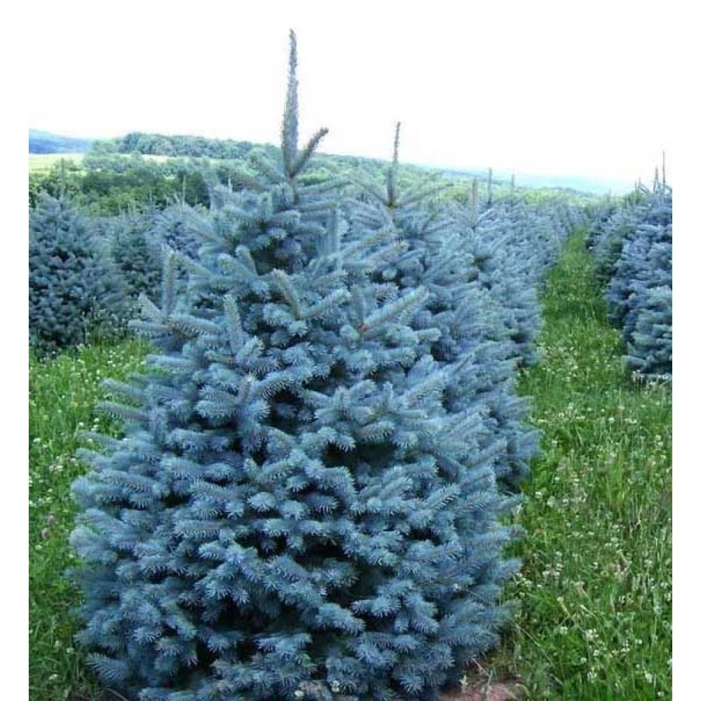 ცისფერი ნაძვი