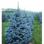 ცისფერი ნაძვი