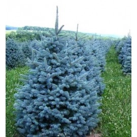 ცისფერი ნაძვი