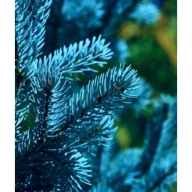 ცისფერი ნაძვი