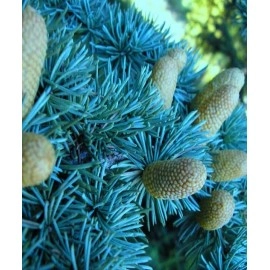 ცისფერი ნაძვი